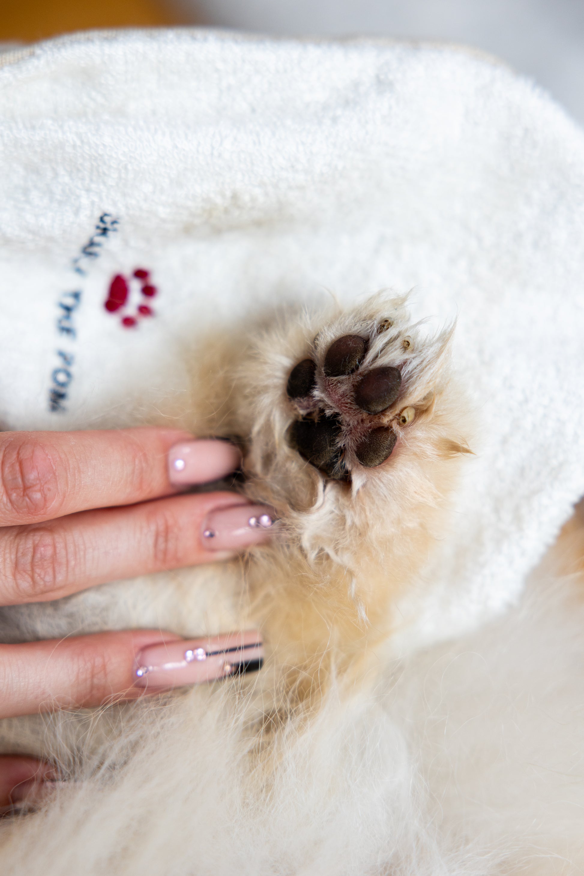 Handschuh für Pfoten- und Fellreinigung – Charly The Pom