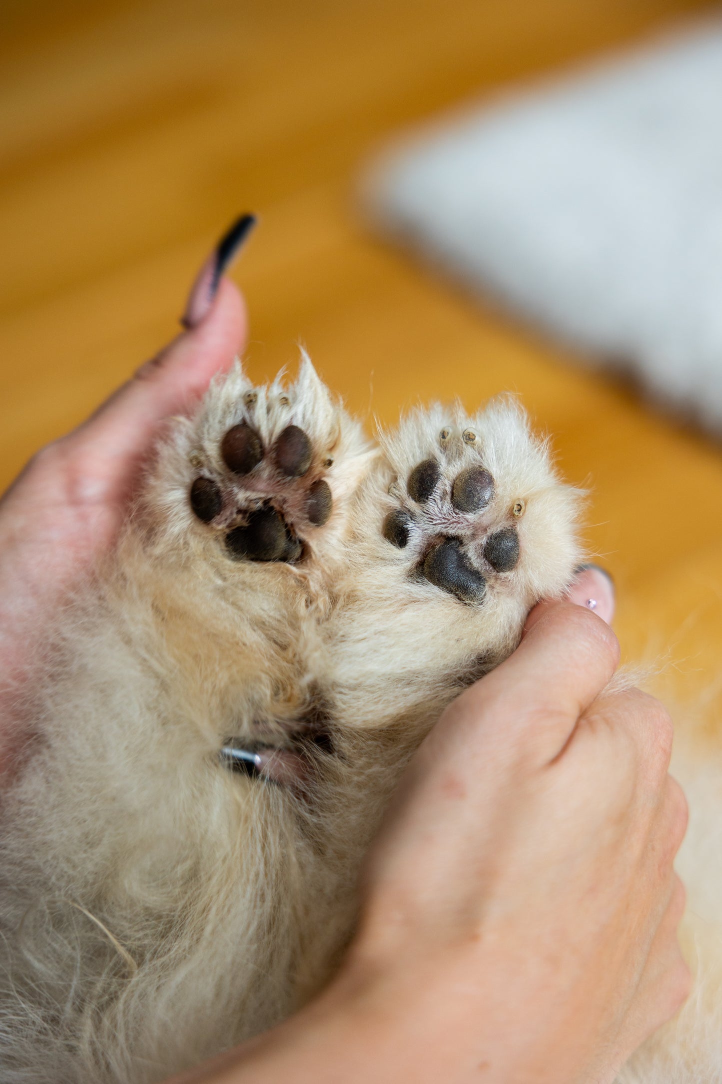 Handschuh für Pfoten- und Fellreinigung